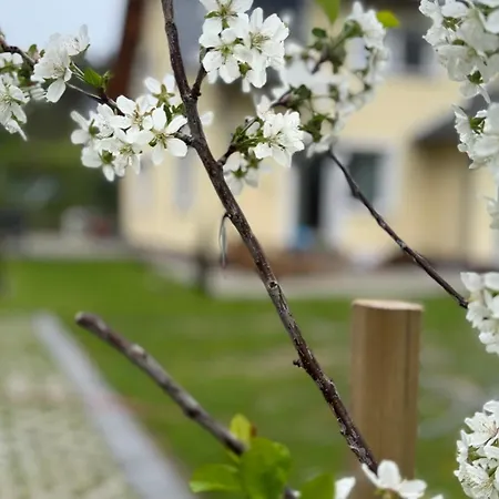 Muschel Am Breege